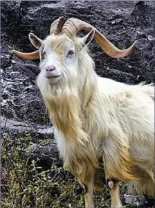  ??  ?? Mature male goats can have impressive horns and beards.