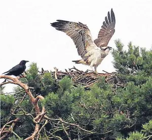  ?? Picture: Kris Miller. ?? Osprey eggs were among the prizes for illegal egg collectors.