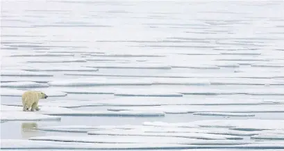  ?? JONATHAN HAYWARD THE CANADIAN PRESS FILE PHOTO ?? A group of Canadian and U.S. scientists say they’ve determined when time will run out for the world’s polar bears.