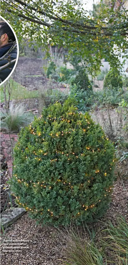  ??  ?? Drapeer buitenlamp­jes rond vormbomen en groenblijv­ende planten voor extra sfeer.