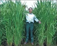  ?? HE SHANGSHENG / FRO CHINA DAILY ?? Wang Huayong poses with super rice on the farmland he manages in Shaoyang, Hunan province.