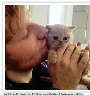  ??  ?? Social media favourite: Ed Sheeran with his cat Calippo as a kitten