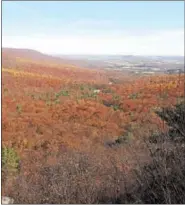  ??  ?? A record 489bald eagles were recorded at Hawk Mountain this year.