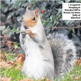  ??  ?? A squirrel foraging at Brandon Hill in Bristol, by SteveSully of Allerford