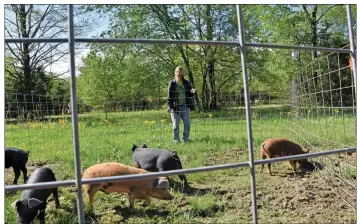  ?? STACI VANDAGRIFF/THREE RIVERS EDITION ?? John Martineau with Rose Hill Homestead in Romance inspects some of his pigs on his farms. Martineau has been a part of the Cabot Farmers Market for three years, and he said he plans to return this year and following the new guidelines given by the Arkansas Department of Health.