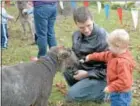  ??  ?? Travis Reighard, of Quakertown, sees the excitment of his son, Elijah, as he feeds a sheep for the first time.