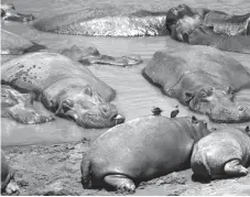  ??  ?? A herd of hippopotam­us sleep on the bank of Mara river in Masai Mara National Reserve in this file photo.