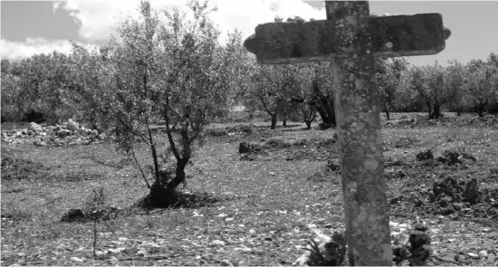  ?? Foto: A. García ?? Das Feuerbakte­rium richtete in Italien verheerend­e Schäden an den Olivenbäum­en an. Jetzt hat es die Region erreicht.