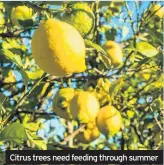  ??  ?? Make a note of what’s working in the garden and what could be changed next year. Citrus trees need feeding through summer