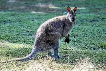  ?? PHOTO: DOUG FIELD ?? Two unconfirme­d reports of wallabies in Marlboroug­h have the council on alert.