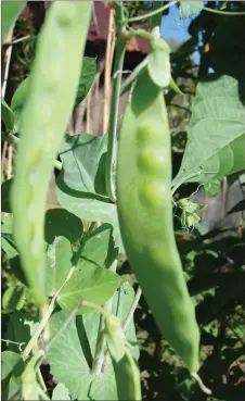  ??  ?? There are several varieties of snow peas available locally now.