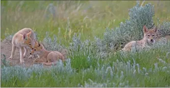  ?? Photo courtesy of Nature Conservanc­y of Canada ?? Coyote pups at their den on the Zen-Ridge property.