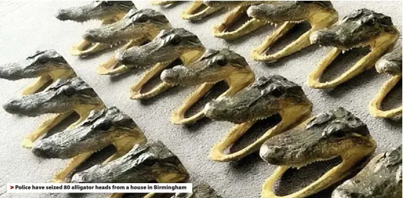  ??  ?? Police have seized 80 alligator heads from a house in Birmingham