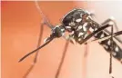  ??  ?? The Aedes albopictus mosquito carries the Zika virus. GORDZAM, GETTY IMAGES