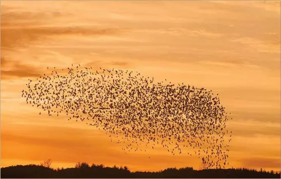  ?? Foto: christoffe­r a. rasmussen ?? Las parvadas de aves son un ejemplo perfecto de lo que los científico­s llaman movimiento colectivo.