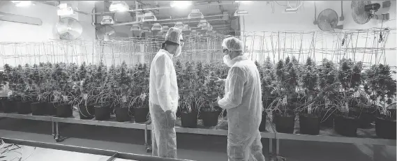  ?? PHOTOS: MIKE HENSEN ?? Pete Young, left, the master grower for Indiva, talks with a visitor in the company’s flowering room during a tour of the production centre. In the face of looming legalizati­on, Indiva is currently the only licensed medical marijuana production...