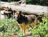  ?? (AP/Jordan Lapier) ?? A dog is seen in February in the Chernobyl area.