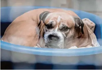  ?? Foto: imago, localpic ?? Staffordsh­ire Terrier Mischling Chico befindet sich gerade in einem Tierheim. „Der Hund wird definitiv zeitnah eingeschlä­fert“, sagte der Sprecher der Stadt Hannover am Freitag.