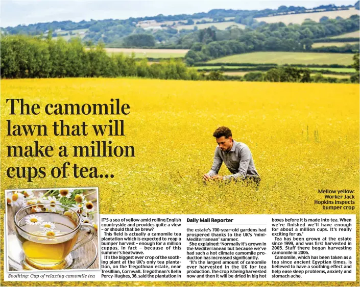  ??  ?? Mellow yellow: Worker Jack Hopkins inspects bumper crop