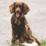  ??  ?? The first cocker spaniel breed standard was drawn up by The Spaniel Club, founded in 1885