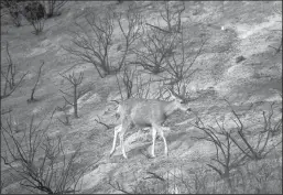  ?? ALLEN J. SCHABEN/LOS ANGELES TIMES ?? A deer searches for food while passing through the Bond Fire burn scar in Silverado Canyon in Silverado on Jan. 28.