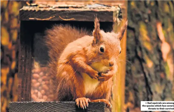  ??  ?? &gt; Red squirrels are among the species which face severe threats to their survival