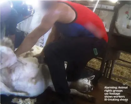  ??  ?? Alarming: Animal rights groups say footage shows workers ill-treating sheep