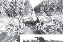  ?? ?? Un trabajador agrícola riega un predio sembrado con maíz.