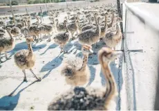  ?? ?? Weeks old Ostrich roam in a fenced field on one of Saag Jonker Holdings farms.