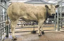  ?? ?? Champion calf from D W Semple & Son, Dippen Farm.
