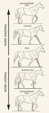  ??  ?? This series of images is taken from films of different horses. Because neither the walk nor the ambling gaits include a period of suspension, I compare them here to non-suspended versions of trot and pace which some horses readily produce. The series illustrate­s change in footfall timing which connects trot at one extreme (wholly diagonal coordinati­on) with pace at the other (wholly lateral coordinati­on). The walk is isochronal, at the center of the spectrum; the foxtrot and trot are progressiv­ely more “trotty,” while the running walk and pace are progressiv­ely more “pacey.”
The gradual changes in timing that produce this spectrum are best studied by observing the dark vs. light legs. Compared to the left hind limb which is in standard position in each image, first note the change in position of the opposite forelimb. Then note the changes compared to the left forelimb.