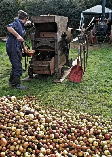  ??  ?? Mike Selwood shovels the pulped apples, or pomace, out of the scratter, ready for transferri­ng to the hand press.