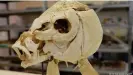  ?? ?? Un ejemplo de cráneo de carpa moderna.