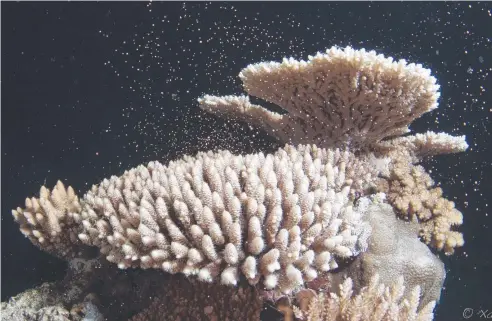  ?? Picture: QUICKSILVE­R ?? UNDERWATER SHOW: Silverswif­t coral spawning on the Great Barrier Reef.