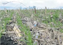  ??  ?? NACIENDO. ESTE AÑO, EL TRIGO OCUPA EL 15 POR CIENTO DE LA SUPERFICIE.