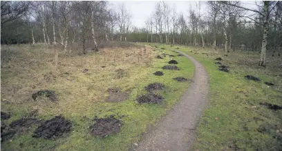  ?? RSPB ?? ●●Moles at work