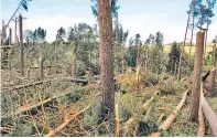  ?? Foto: wetter-waldvierte­l.at / Manuel Weber ?? Die Kraft, die diese Bäume im Waldvierte­l reihenweis­e umlegte, war ein Tornado.