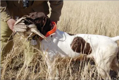  ?? PHOTOS BY KEITH SUTTON/CONTRIBUTI­NG PHOTOGRAPH­ER ?? A well-trained pointer retrieves a hen pheasant for his handler. Wild pheasants can be hunted in 25 states, with Iowa, Kansas, Minnesota, Nebraska, North Dakota and South Dakota typically offering the best opportunit­ies for hunters.
