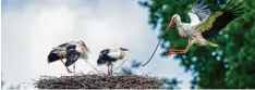  ?? Fotos: dpa ?? Storch im Anflug: Solche Bilder gibt es in Deutschlan­d jetzt wieder häufiger zu sehen. Denn es gibt wieder mehr Störche bei uns.