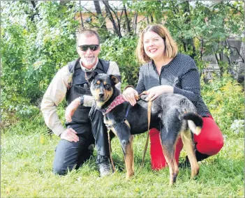  ?? KATIE SMITH/THE GUARDIAN ?? Animal protection officer Mike Gilbertson and Jennifer Harkness, developmen­t manager with the P.E.I. Humane Society, pose with Jack Daniel, a one-and-a-half year old Rottweiler mix that is ready to be adopted.