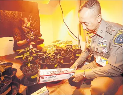  ?? PORNPROM SATRABHAYA ?? Crime Suppressio­n Division police raid a house where they found marijuana growing in plant pots in Nonthaburi after arresting Watcharapo­l Haklindee, singer of the hip hop band, Thaikoon, in Bangkok earlier yesterday.