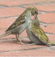  ??  ?? A female house sparrow feeding a fledgling.