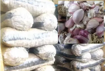  ?? Photos: RAKIYA A. MUHAMMAD ?? Sacks of garlic at the depot in Sokoto