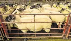  ?? Photo: Roger Jones ?? Dawn and Kildare are paying €7.20+10c/kg QA for lamb/ hogget