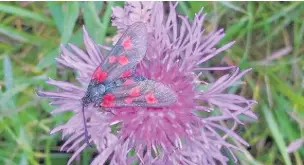  ??  ?? A burnet moth on greater knapweed