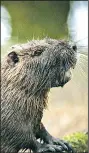  ??  ?? Rodents of Unusual Size documents how nutria, semi-aquatic rodents also known as “wamp rats,” are taking a toll on Louisiana wetlands.