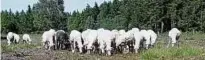  ??  ?? Schafe bei der Beweidung der Heidefläch­e des Pöllwitzer Waldes Foto: Elisabeth Endtmann
