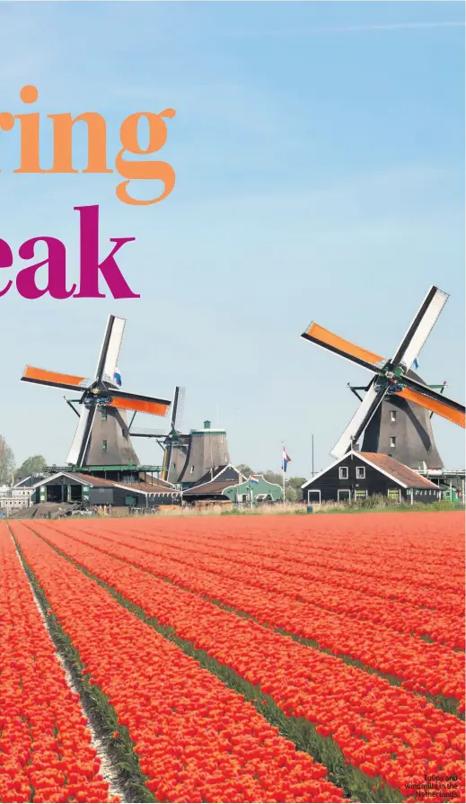  ??  ?? Tulips and windmills in the Netherland­s