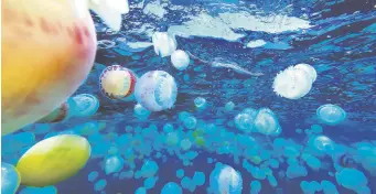  ?? ?? Cannonball jellyfish create a surreal scene in the turquoise waters off Chuao, Venezuela, April, 5, 2024.