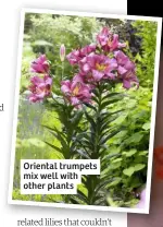  ??  ?? Oriental trumpets mix well with other plants